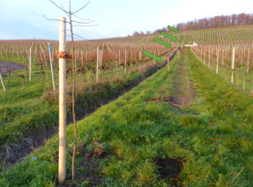 Baumpflanzungen in Falllinie durch vier Weinberge auf der Kalb Sdlage in Iphofen (Franken).