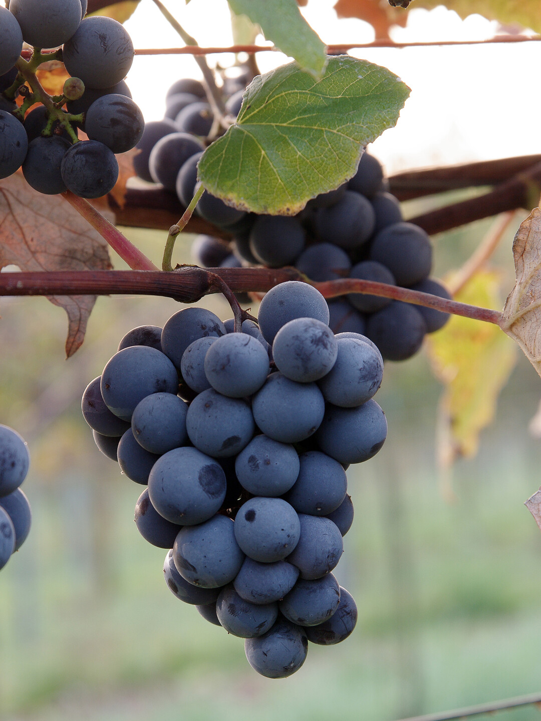 Traube der Rebsorte Concord 