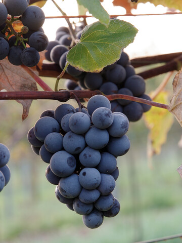 Traube der Rebsorte Concord 