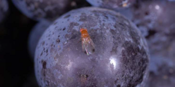 Vorgeschdigte Beeren werden von
Essigfliegen gerne beflogen.