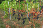 In manchen Weinbergen ist die Welke der Trauben bereits irreversibel.