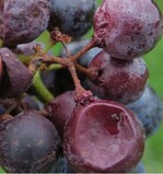 Essigfaule Beeren erkennt man an geschrumpften und eingerissenen Beeren, da sie durch den abgestorbenen Stiel nicht mehr versorgt werden.