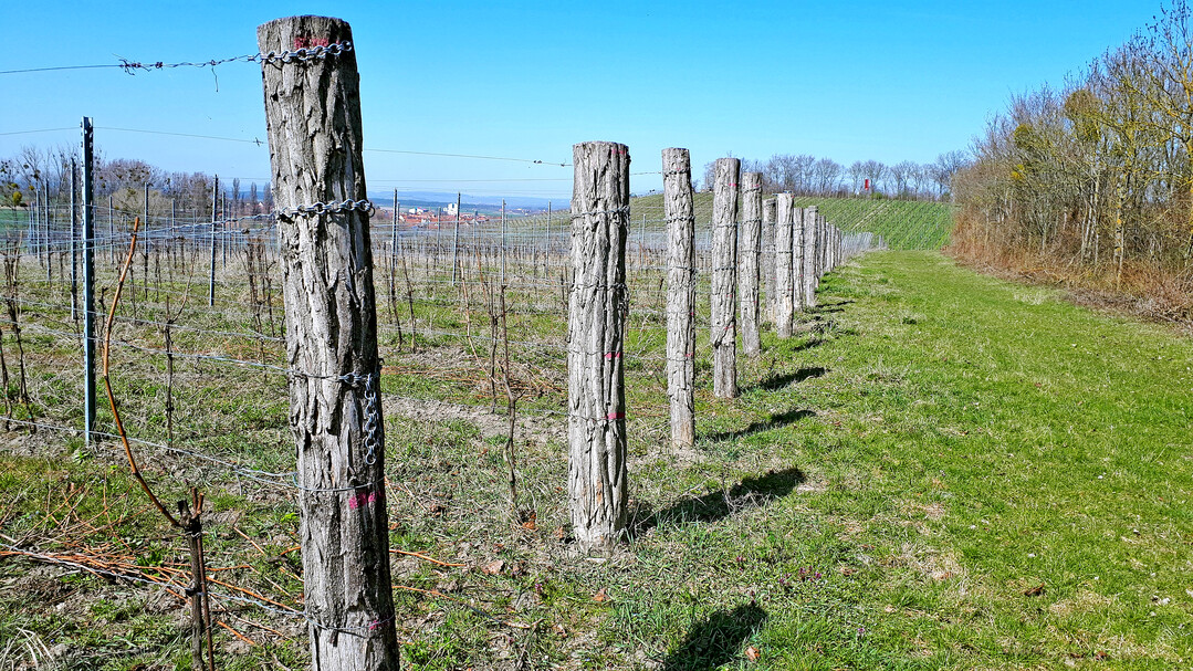 Pfiffige Idee, um den Lebensraum Totholz im Weinberg zu integrieren: Endstickel aus Hainbuche (Wiesenbronn, Unterfranken).