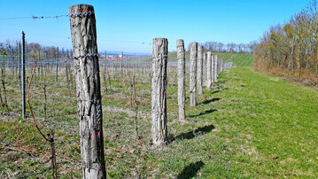 Pfiffige Idee, um den Lebensraum Totholz im Weinberg zu integrieren: Endstickel aus Hainbuche (Wiesenbronn, Unterfranken).