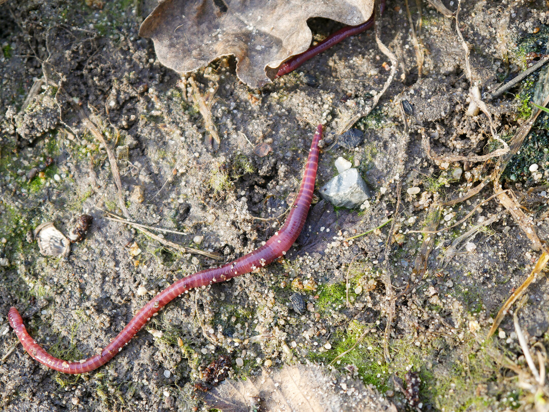 Wo ist beim Regenwurm vorne? Die verdickte Stelle des Körpers (Gürtel) gibt den entscheidenden Hinweis. Diese liegt im vorderen Körperdrittel.