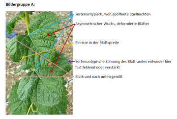 Bildergruppe A