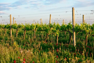 Das Sonderprogramms zur Strkung der biologischen
Vielfalt im Bereich Landwirtschaft ist bereit fr neue Projekte.