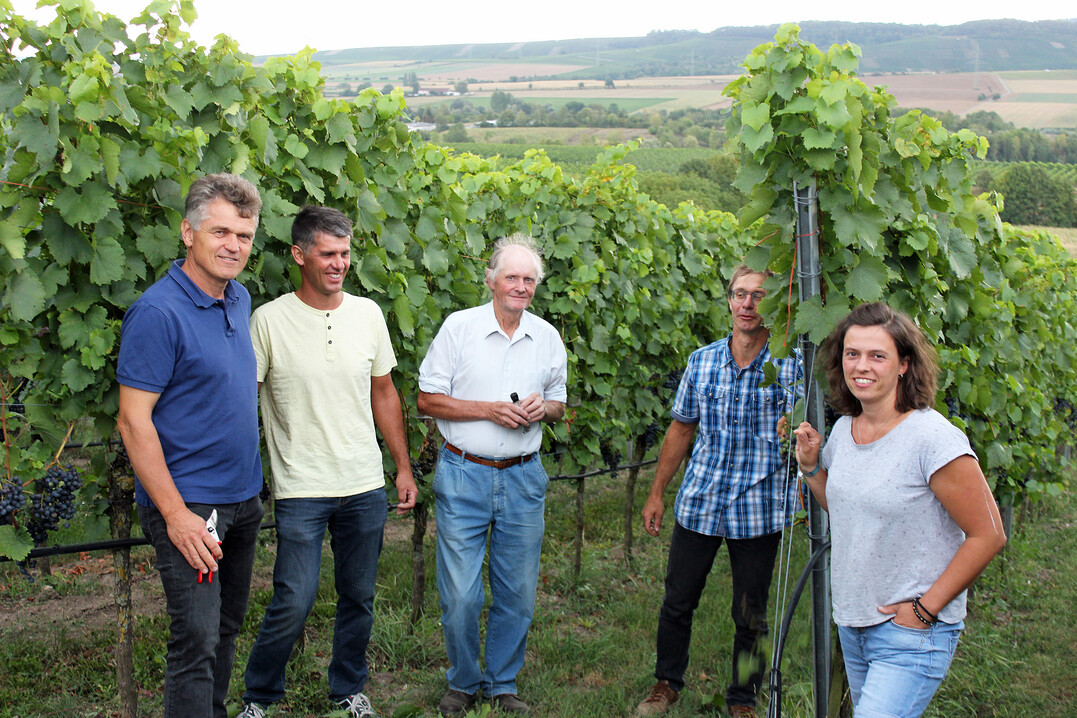 Jürgen Winkler, Reiner Döbler, Siegfried Setzer, Bernd Lieberherr und Dorothea Ehmer prüfen den Reifegrad der Lemberger-Trauben.