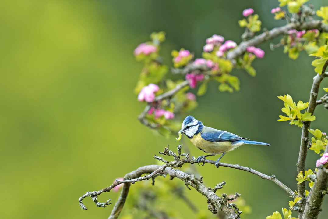 Bis zu 1000 Raupen sollen die Nestlinge der Blaumeise an einem Tag vertilgen knnen. Wer ihre unermdlichen Eltern immer frische Nahrung an ihr Nest fliegen sieht, kann das durchaus nachvollziehen.