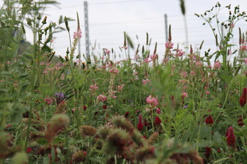 Durch die Anlage von Blhstreifen legen die Landwirte Nahrungsquellen fr Bienen und andere Insekten an (Symbolbild).