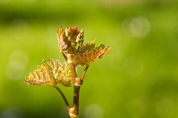 Der Frhling ist da und die Pflanzen lassen ihre ersten Bltter erscheinen.