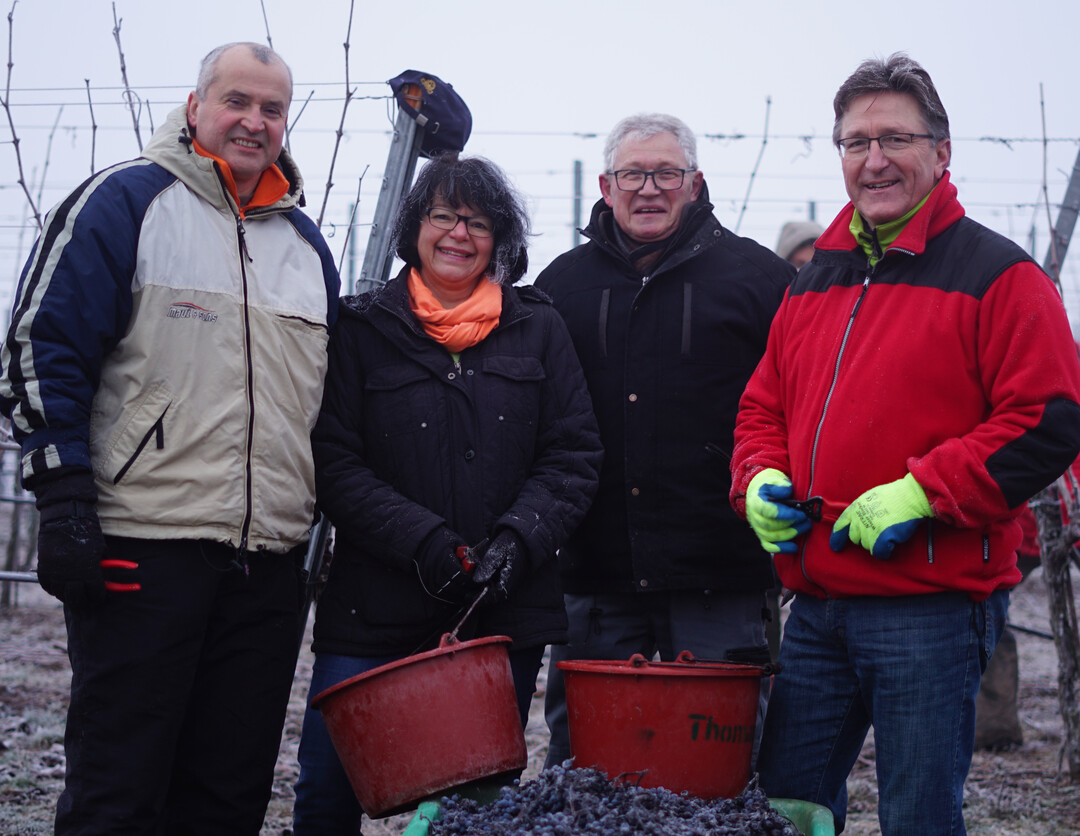 Bei der Eisweinlese im „königlichen“ Weinberg dabei: von links Ralf Steinbrenner Leingarten, Sabine Rotermund Schwaigern, Ortsvorsteher Friedhelm Ebert Kleingartach sowie Volker Schiek Nordheim.