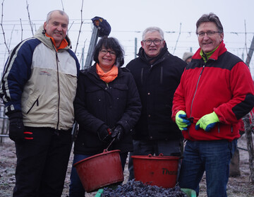 Bei der Eisweinlese im kniglichen Weinberg dabei: von links Ralf Steinbrenner Leingarten, Sabine Rotermund Schwaigern, Ortsvorsteher Friedhelm Ebert Kleingartach sowie Volker Schiek Nordheim.