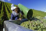 Die Weinernte verlief besser als erwartet.