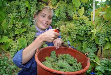 Weinlese