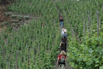 ber 200.000 Menschen nutzen im vergangenen Jahr die Dienste der Weingstefhrer in Deutschland.