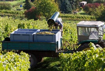 Die Weinernte endete dieses Jahr frher als sonst.