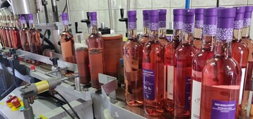 Im Weingut Schuh sind die ersten Weine schon in die Flaschen abgefllt. 