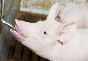 Die Afrikanische Schweinepest (ASP) ist erstmals in einem Hausschweinebestand in Baden-
Wrttemberg aufgetreten.