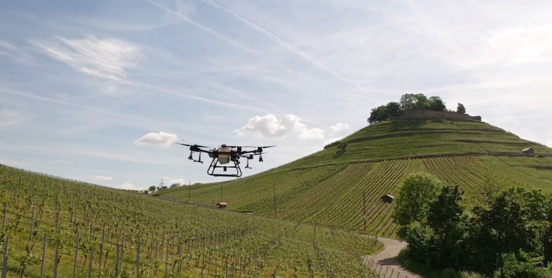 Eine Drohne fliegt über den Weinbergen am Burgberg in Weinsberg.