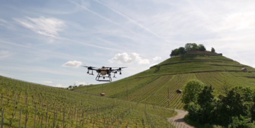 Eine Drohne fliegt ber den Weinbergen am Burgberg in Weinsberg.