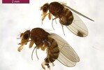 Drosophila suzukii männliches (oben) und weibliches (unten) Exemplar im Vergleich.