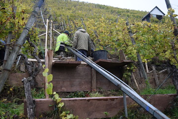 Die Hochschule Geisenheim startet Projekt BioQuiS zur Verbindung von wirtschaftlich tragfhigen Weinbau und Naturschutz. Die Querterrassierung im Steillagenweinbau steht dabei im Fokus. 