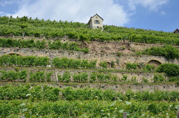 Steillage bei Lauffen am Neckar