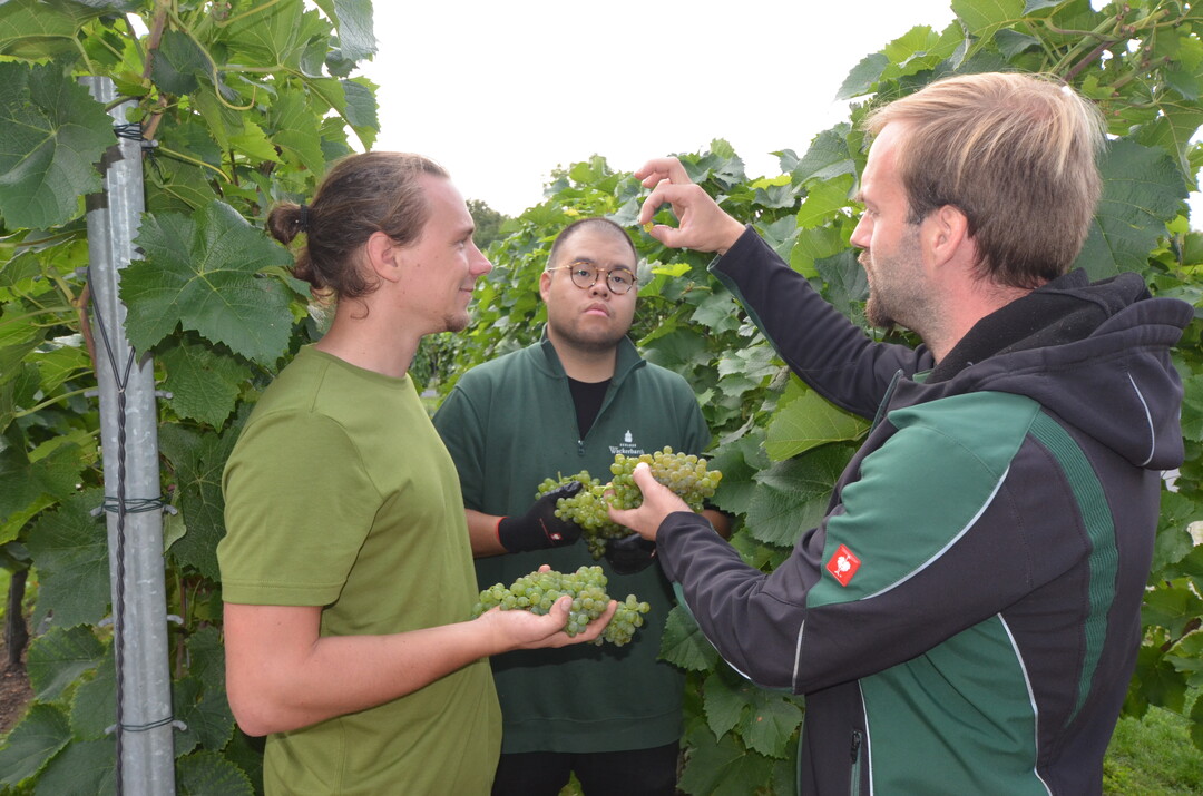 Wackerbarth-Außenbetriebsleiter Till Neumeister erklärt den Azubis Hoangthien Nguyen und Hannes Maaß, woran sie die Reife der Beeren erkennen können.