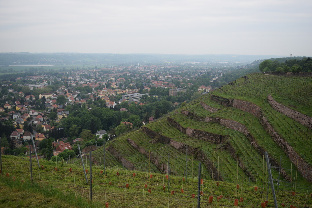 Die Weinbaugesellschaft Meißen hat nun die Vertragsunterzeichnungen und ihren Betriebsbeginn offiziell bestätigt.