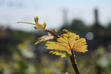 Wie wird sich der Weinbau im Zuge des Klimawandels ndern? Expertinnen und Experten der Hochschule Geisenheim, des Institut des Sciences de la Vigne et du Vin der Universitt Bordeaux und der OIV  Organisation Internationale de la Vigne et du Vin diskutieren in Brssel ber die Probleme und Chancen der Branche im Zuge des Klimawandels. 