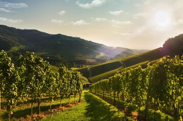 Nach derzeitigen Schtzungen drfte die Erntemenge der 75 Winzergenossenschaften (WG) in Baden dieses Jahr bei etwa 70 Millionen Litern liegen.