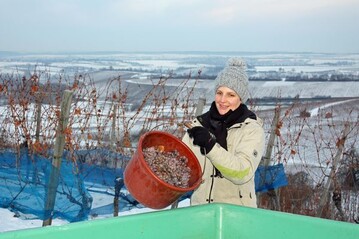 Eisweinlese der WG Heuholz