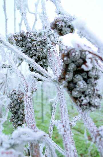 Eisweintrauben