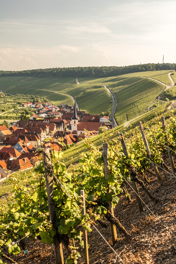 Blick ber den Escherndorfer Lump: Bald beginnen die Trauben zu reifen. 