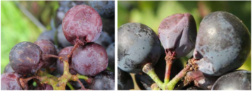 Essigfule bereitet vielen Winzern in diesem Jahr Probleme.