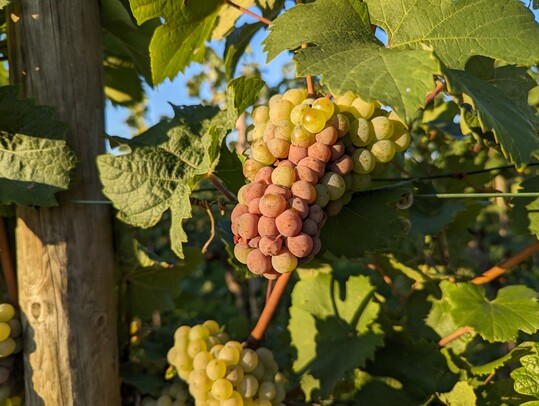 Fulnisbelastetes Lesegut ist in diesem Jahr ein groes Problem.
