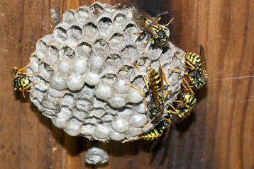 Das Nest der Feldwespen ist
offen und wird nur 50 bis 150
Waben gro.