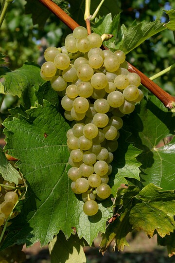  Eine Traube der Neuzchtung Felicia. 