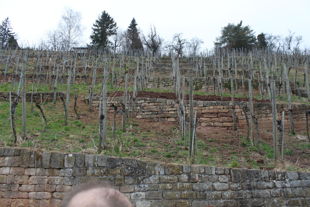 Die Mauer fgt sich nahtlos in die Terrassenlandschaft ein.