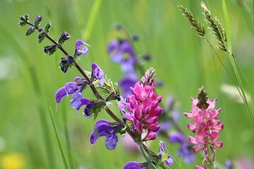 Bauern soll dabei geholfen werden, biodiversittsfrdernde Manahmen in ihren Betriebsablauf zu integrieren.