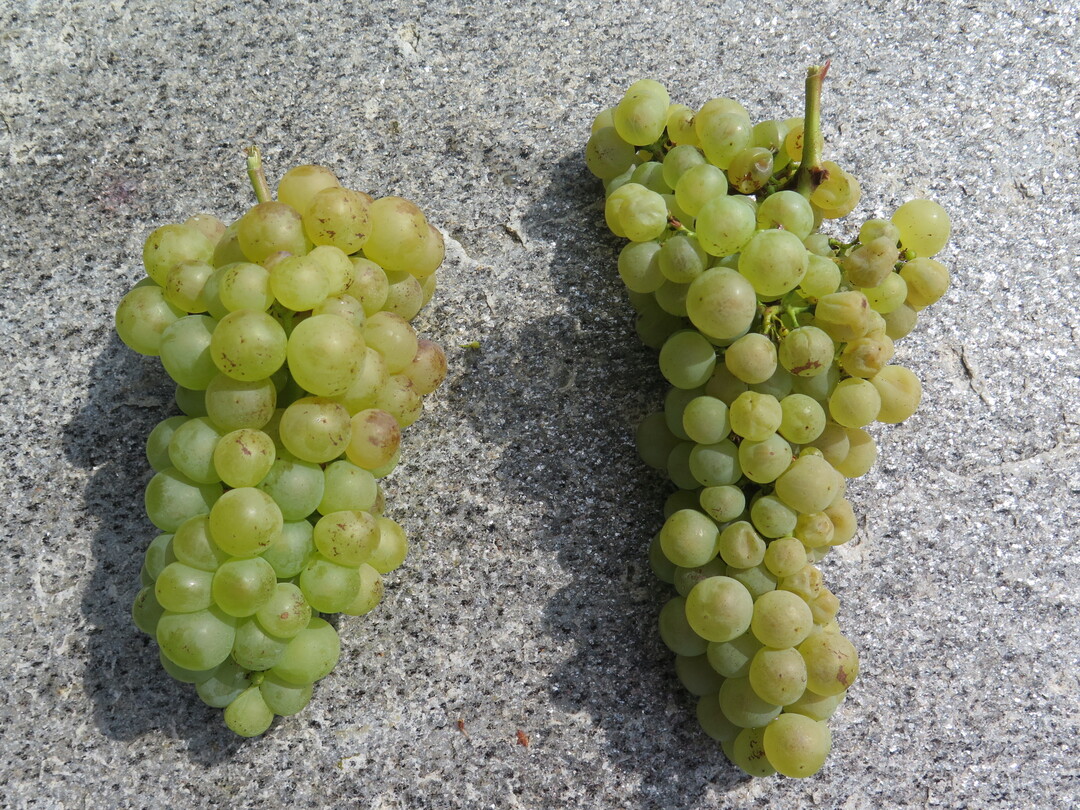 Traubenwelke bei der Rebsorte Chasselas. Links: gesunde Traube. Rechts: Traube mit Symptomen der Traubenwelke: kleinere, welke Beeren, Beeren bleich und etwas matt.