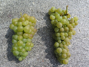 Traubenwelke bei der Rebsorte Chasselas. Links: gesunde Traube. Rechts: Traube mit Symptomen der Traubenwelke: kleinere, welke Beeren, Beeren bleich und etwas matt.