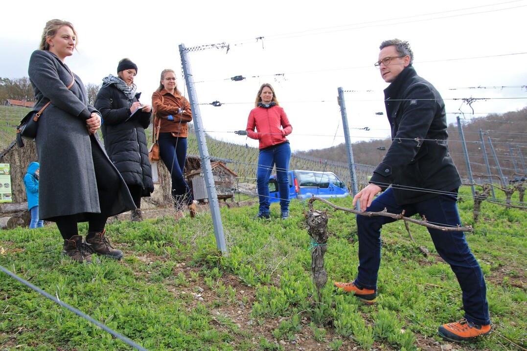 Die Kandidatinnen zur Wahl der 65. Fränkischen Weinkönigin Linda Keller (Ramsthal), Emmi Wendemuth (Albertshofen) und Eva Brockmann (Großwallstadt) in den Versuchsweinbergen der Bayerischen Landesanstalt für Wein- und Gartenbau.