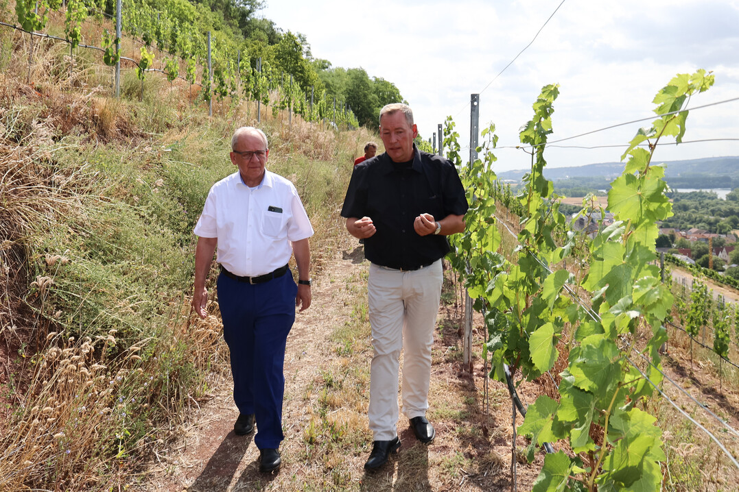Winzer Roger Nüßlein (rechts) zeigt dem Regierungspräsidenten Dr. Eugen Ehmann (links) die Querterrassierung in der Steillage.