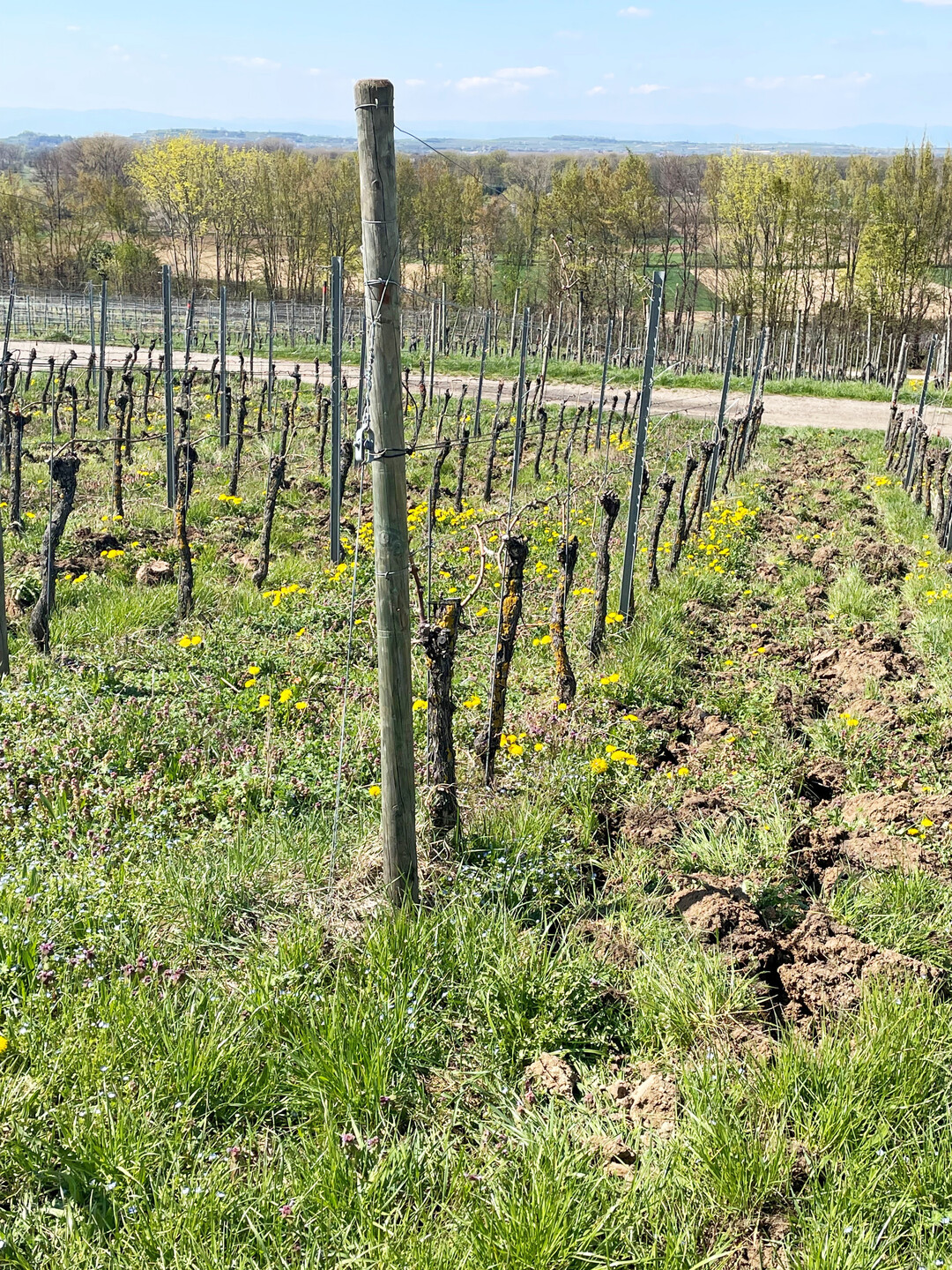 Eine Frhjahrs-Bodenbearbeitung in jeder 2. Gasse verringert die Konkurrenz durch Begrnungspflanzen, frdert die Nitrifikation und reduziert den N-Dngebedarf. In Hanglagen ist aber auch die Erosionsgefahr zu beachten.