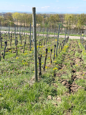 Eine Frhjahrs-Bodenbearbeitung in jeder 2. Gasse verringert die Konkurrenz durch Begrnungspflanzen, frdert die Nitrifikation und reduziert den N-Dngebedarf. In Hanglagen ist aber auch die Erosionsgefahr zu beachten.