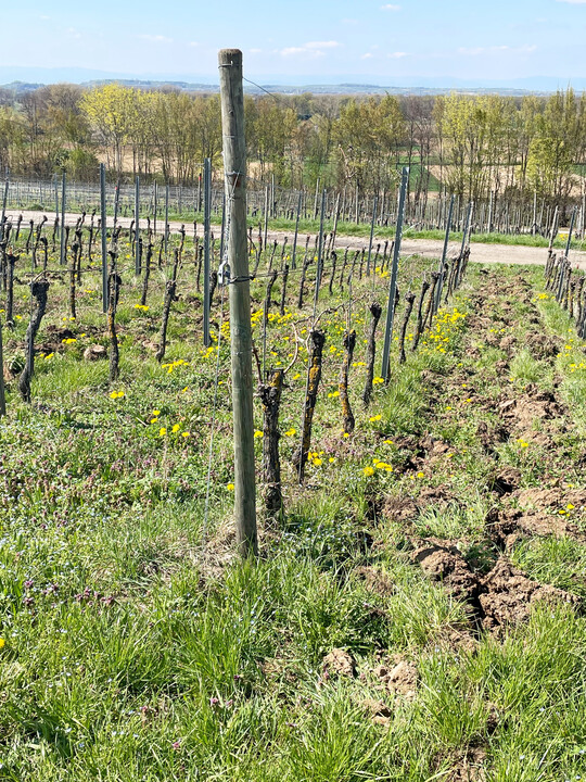 Eine Frhjahrs-Bodenbearbeitung in jeder 2. Gasse verringert die Konkurrenz durch Begrnungspflanzen, frdert die Nitrifikation und reduziert den N-Dngebedarf. In Hanglagen ist aber auch die Erosionsgefahr zu beachten.
