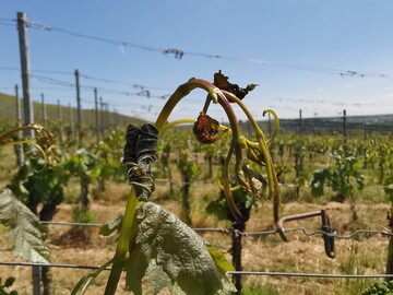 Ein Weinberg der vom Frost geschdigt wurde. 