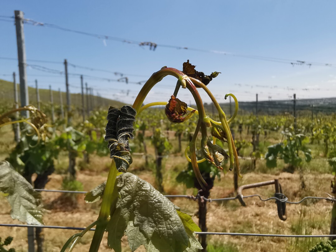 Vom frost geschädigte Austriebe in einem Weinberg.